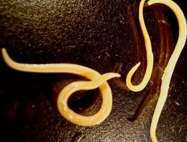 worms