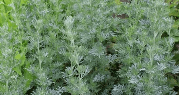 Wormwood of parasites